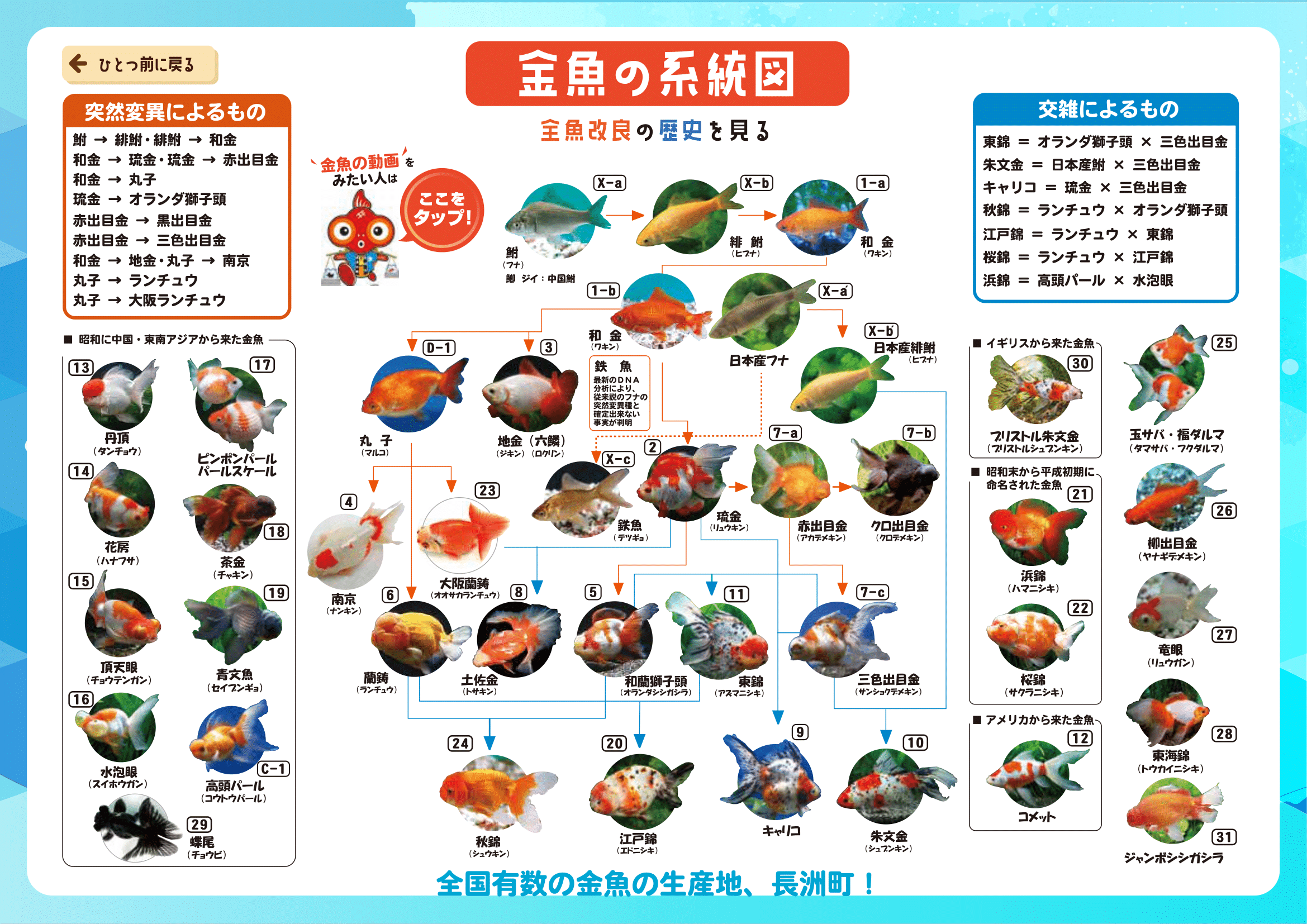 金魚の系統図